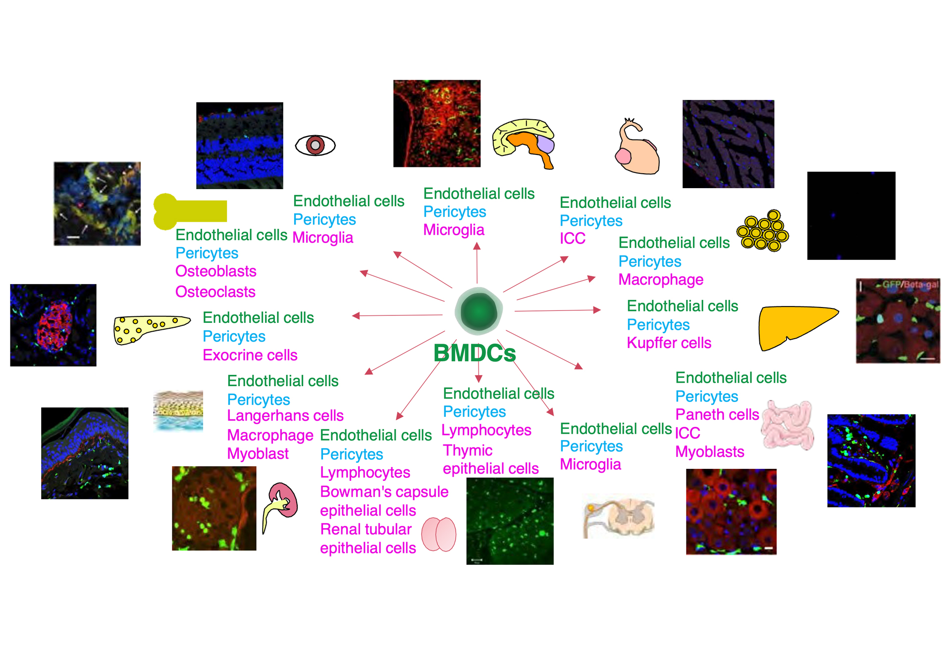 Research Introduction