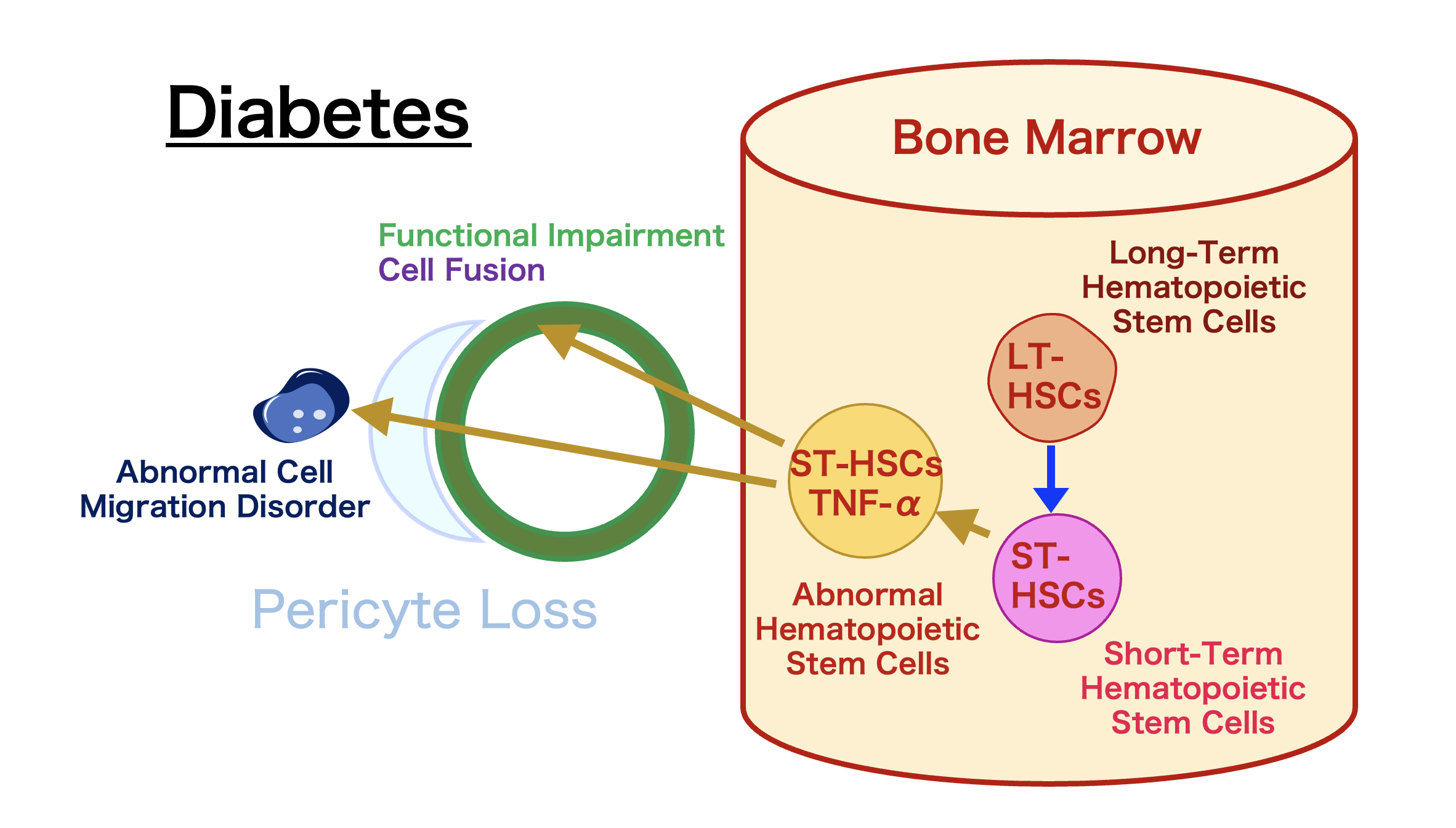 Abnormal Cells Originate from Short-term Hematopoietic Stem Cells