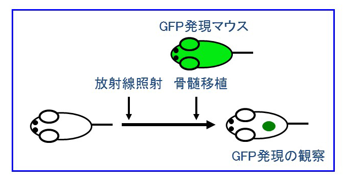 In Vivo Regenerative System