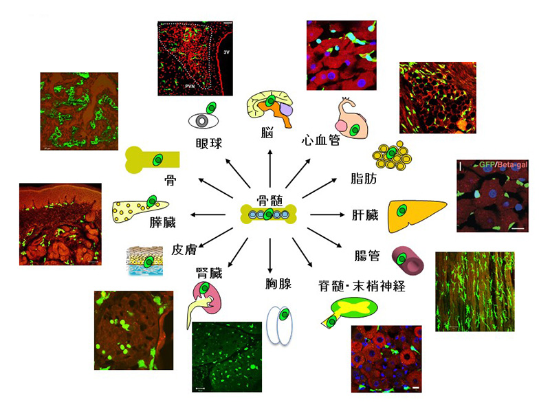 The Fourth Homeostasis