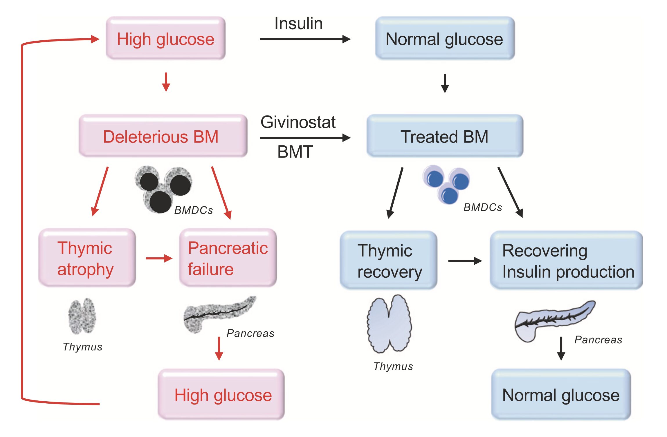 Reasons Why Diabetes Is Not Curable