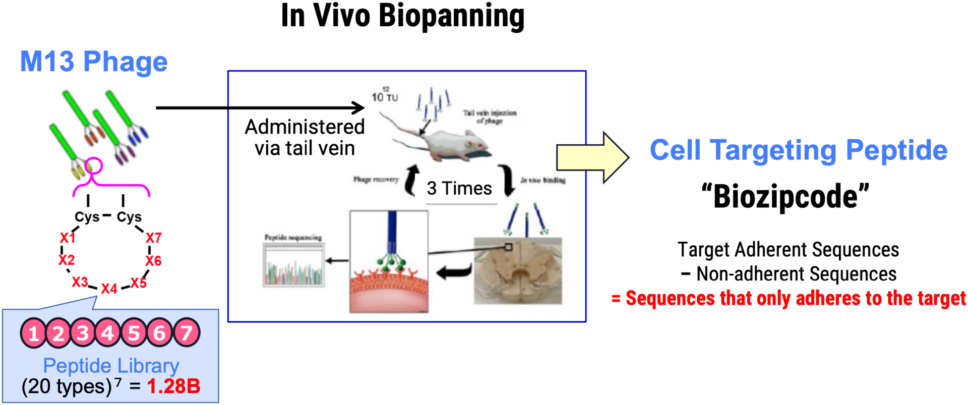 Specific Cell Targeting Technology with In Vivo Nanodrones