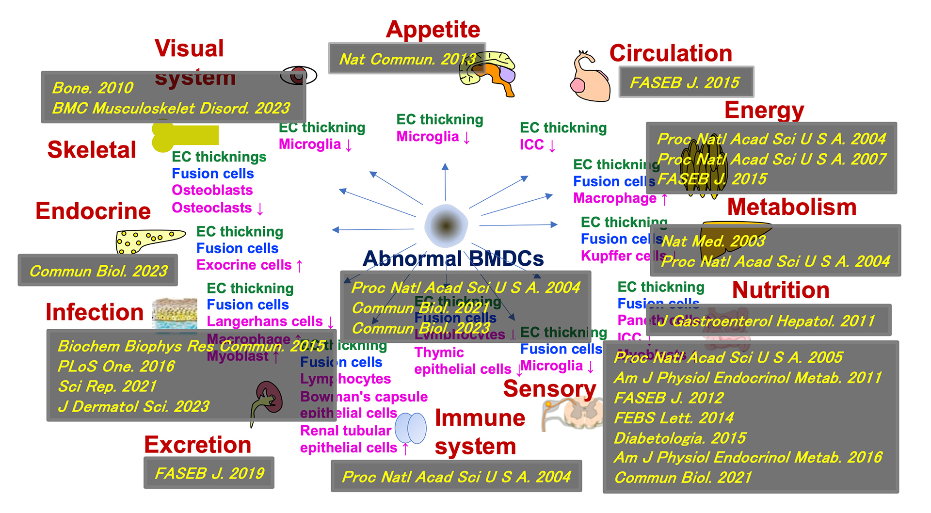  Our research reports on bone marrow-derived cells in diabetes and its complications