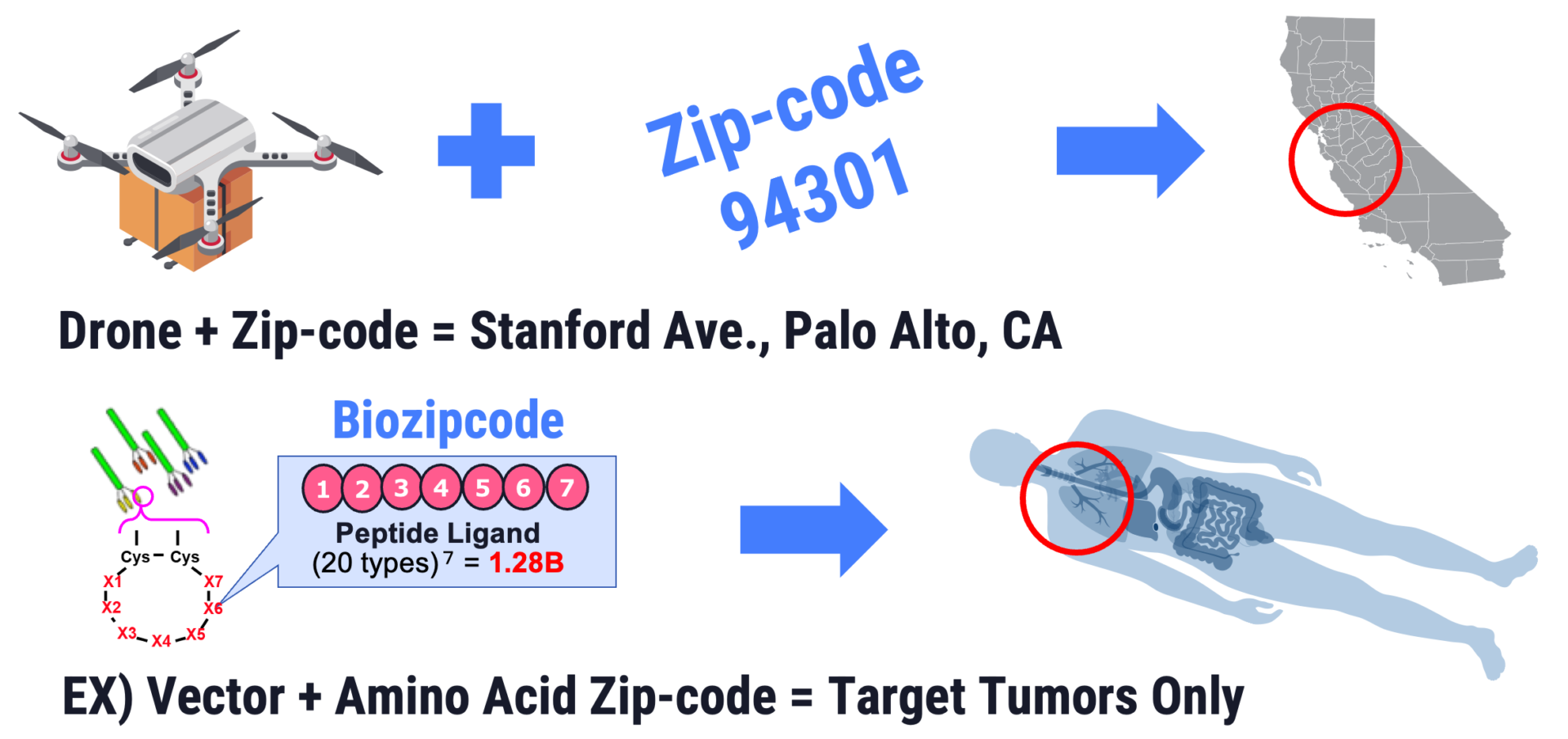 Development of Targeted Drug Delivery System (Biozipcode)